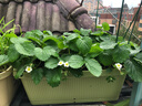 爱丽思种菜盆花箱阳台室外果蔬种植盆长方形菜盆爱丽丝种植盆700 浅绿色 实拍图