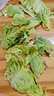 包菜新鲜卷心菜大头菜农户自种当季绿叶蔬菜绿甘蓝 绿甘蓝 3斤 实拍图