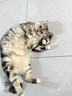 贵为（GiGwi）小鸟发声逗猫玩具小猫咪幼猫自嗨解闷神器磨牙耐咬宠物玩具逗猫棒 实拍图