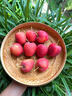 映棠 东北鸡心果5斤【顺丰快递—多地次日达】海棠果玫瑰小苹果礼盒装 3斤大果【人工精选】 现摘现发 实拍图