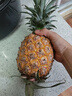 海南金钻凤梨香甜无渣多汁手撕大凤梨非菠萝产地直发 【精品大果】1个装 单果1.8斤起 实拍图