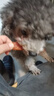 麦富迪狗狗零食 奢华营养鸡肉干1200g成幼犬磨牙训练奖励解馋宠物零食 实拍图