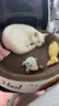 疯狂的主人圆形猫抓板窝耐磨不掉屑猫窝一体猫咪抓盆超大号抓不烂猫爪板耐抓 实拍图