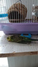 万宠汇 鸟活体虎皮鹦鹉笼养牡丹玄风活鸟学说话手养小太阳鹦鹉和尚鹦鹉 绿色虎皮鹦鹉1只（公母可备注） 实拍图