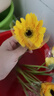 弗朗花非洲菊太阳花仙气粉色花头鲜切花家庭水养居家插瓶装饰鲜花 非洲菊-黄色系10枝 实拍图