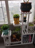 华观家居（Home Giving Furniture）多层实木花架阳台置物架室内花架子客厅落地式多肉绿萝花盆植物架 D款白色带轮 实拍图