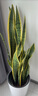 植男植女大型金边虎皮兰植物客厅卧室办公室绿色观叶花卉绿植盆栽源头直发 实拍图