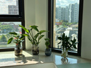 花翁富贵竹水培绿植招财转运室内客厅水养花卉盆栽植物文昌竹源头直发 实拍图