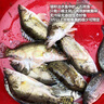 品鲜肴淡水鱼生态桂鱼鳜鱼鳌花鱼桂花季花鱼自然捕获鲜活现杀生鲜水产 净膛后1.2-1.3kg/条【3斤活杀】 实拍图