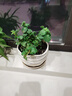 迷迭香苗盆栽可食用驱蚊植物香草薄荷苗绿植物室内煎牛排水培花卉 小盆食用薄荷苗约10cm高原盆土一盆 实拍图