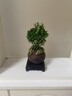 开时果 小叶赤楠盆景摆件 办公室桌面绿植花卉好养盆栽植物源头直发包邮 【热销款】舍得紫砂盆+苔藓+底座 实拍图