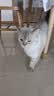 喔喔（WOWO）猫粮 猫主食冻干三鲜全价猫粮无谷猫粮成猫粮幼猫粮通用冻干猫粮 【混合双拼】海苔+鳕鱼虾 3KG 实拍图