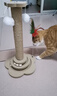 HELLOJOY猫抓柱剑麻猫抓板猫玩具耐抓耐磨不掉屑猫爬架立式自嗨解闷用品 实拍图