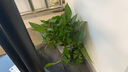 小熊（Bear）养生壶 1.2L大容量煮茶器煮茶壶 复古式木纹手柄喷淋蒸茶壶泡茶壶 煮茶烧水一体 ZCQ-D12Z3 实拍图