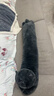 野兽派家居（tbh）懒蓝猫长条抱枕靠垫卧室夹腿办公室抱枕沙发可爱腰枕车载抱枕 实拍图