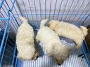 台派狗粮40斤装冻干肉绒泰迪拉布拉多中大型犬成犬幼犬通用狗干粮20kg 实拍图