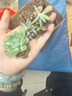 多肉植物精选图片品种发货照图办公室室内阳台桌面图片品种指定品 姬胧月+秋丽+淡雪+蓝鸟+盆土 实拍图