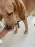 HELLOJOY狗罐头成犬幼犬狗零食 狗湿粮主食罐头85g 实拍图