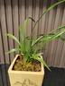劉閣蘭花四季素心大凤素夏带花苞出售有香味的花苗室内阳台绿植物花卉盆栽 6苗连体裸根 配硬塑黑盆 实拍图