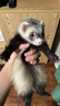 暮秋小主安哥鲁貂活体 宠物雪貂幼崽小龙貂活物亲人好养 浣熊色（死亡全赔） 实拍图