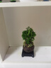 开时果 小叶赤楠盆景摆件 办公室桌面绿植花卉好养盆栽植物源头直发包邮 【热销款】舍得紫砂盆+苔藓+底座 实拍图