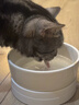 憨憨乐园猫咪加热宠物陶瓷碗恒温饮水碗狗狗食盆冬季保温猫狗用品700ml 实拍图