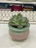 景青陶瓷多肉花盆简约冰裂清新彩红小号控型创意桌面装饰透气 YM三腿胖嘟嘟-绿粉 陶瓷 实拍图