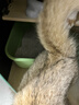 比亿奇猫砂膨润土无尘除臭猫砂多香味快速结团猫沙10kg猫咪用品 【除臭猫砂】木薯混矿20斤 实拍图