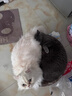 醇粹黑标猫粮纯享版 全价无谷猫粮成猫幼猫 双效益生菌通用猫主粮10斤 实拍图
