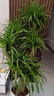 叹为观止大型植物发财树各种大颗盆栽开业乔迁客厅办公室内好养大型花卉 多头龙血树【1.5-1.7米】 含盆 实拍图