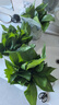 双盟绿萝盆栽除甲醛花卉绿植办公室新房净化空气180加仑4盆装源头直发 实拍图