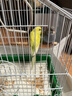 豪蚨虎皮鹦鹉说话小鸟活物观赏鸟宠物牡丹小太阳亲人玄风鹦鹉豪蚨 黄+蓝虎皮一对（一公一母） 实拍图