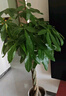 叹为观止大型植物发财树各种大颗盆栽开业乔迁客厅办公室内好养大型花卉 辫子发财树【1.2-1.4米】 不含盆 实拍图