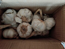 京鲜生山东金乡大蒜带皮新鲜干蒜 净重带箱2斤单果5-5.5cm 源头直发包邮 实拍图