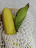 广西网红小米蕉青香蕉发货密封放熟吃新鲜水果皮薄肉厚 净重1斤青蕉发货 实拍图