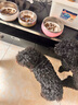 Orijen渴望狗粮 六种鱼 成犬幼犬全价鱼肉美毛进口犬粮6kg效期26/2 实拍图