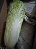 云南高原黄心娃娃菜大白菜新鲜蔬菜包心菜黄心白菜脆甜 新鲜娃娃菜5斤 实拍图