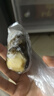 江船长 冷冻鲍鱼 净重160g(10-15粒)袋装 火锅烧烤食材 海鲜生鲜  实拍图