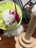HELLOJOY猫抓柱剑麻猫抓板猫玩具耐抓耐磨不掉屑猫爬架立式自嗨解闷用品 实拍图