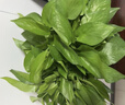 双盟绿萝盆栽除甲醛花卉绿植办公室新房净化空气180加仑2盆装源头直发 实拍图