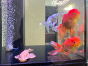 蜂花无硅油洗发水富含红石榴洋甘菊精华保湿柔顺温和滋养洗发膏500ml 实拍图