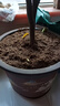德沃多肥料纯进口泥炭营养土25L植物有机种植颗粒土壤花土种菜养花多肉土壤 实拍图
