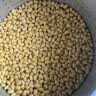 东北东升1号小粒黄豆发芽豆生长黄豆芽豆子纳豆非转基因豆高蛋白 东升1号小粒芽豆500g*1袋 实拍图