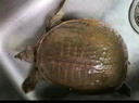 品鲜肴【活鲜】外湖野养生态甲鱼 中华鳖团鱼老鳖公鳖 现捕鲜活生鲜水产 优质公鳖 约1250g/只 （2.5斤） 实拍图