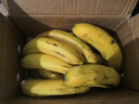 广西甄选高山香蕉新鲜当季水果青香蕉自然熟普通惊喜香甜软糯礼盒 香蕉青蕉发货 净重 5斤 实拍图