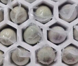 光阳 松花皮蛋 360g 6枚装 不涩不麻溏心皮蛋 即食凉拌 无抗生素认证 实拍图