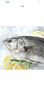 1号会员店（One's Member）零添加保水剂白蕉三去海鲈鱼 1000g（500g*2） 海鱼 海鲜水产 实拍图