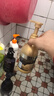 博滴（BodyAid）生姜防脱洗发水控油固发洗发乳（洗发露300ml*2+蛋白护发素300ml) 实拍图