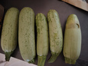 新鲜西葫芦角瓜新鲜蔬菜三月瓜 新鲜西葫芦 2斤 带箱尝鲜装 实拍图