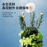 RoseBox蒲公英永生花摆件生日礼物儿童节高级送女生朋友毕业礼品老师同学 实拍图